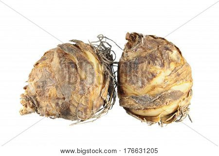 Bulbs of variegated pineapple lily (Eucomis bicolor) isolated on white background
