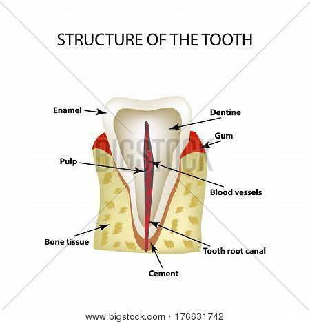 The anatomical structure of the tooth. Infographics Vector illustration on isolated background