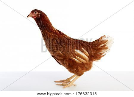 Brown hybrid hen  isolated on white background