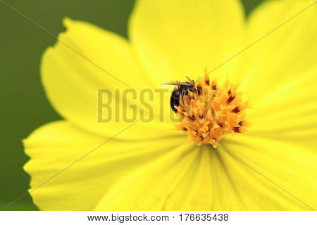 Yellow tropical flower with small fly in center. Flower stamen and petals macro photo. Blooming gerbera macro photo. Summer blossom in garden. Floral image for spring background or banner template