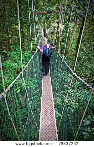 Rainforest Canopy Walkway Borneo Malaysia