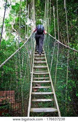 Rainforest Canopy Walkway Borneo Malaysia