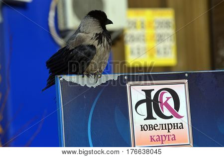 Hooded crow (Corvus cornix) on the market in Kiev.Background - commercial advertisement.March 13 ,2017 in Kiev, Ukraine