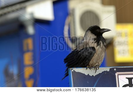 Hooded crow (Corvus cornix) on the market in Kiev.Background - commercial advertisement.March 13 ,2017 in Kiev, Ukraine