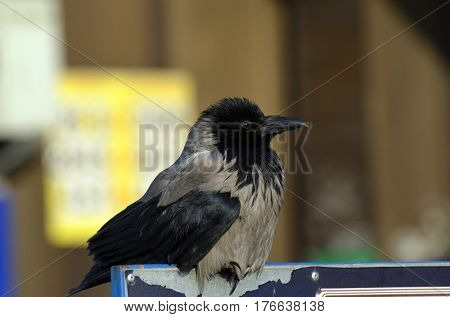 Hooded crow (Corvus cornix) on the market in Kiev.Background - commercial advertisement.March 13 ,2017 in Kiev, Ukraine