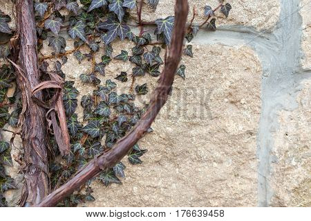 Ivy beautifully grows on the old stone house