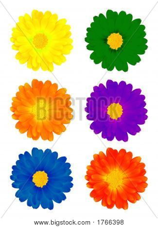 Zes kleurrijke bloemen