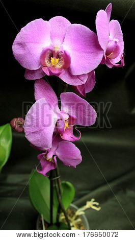 Orchids flowers of rare varieties exotic epiphytes