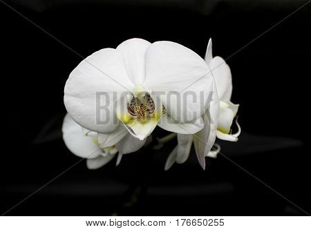 Orchids flowers of rare varieties exotic epiphytes