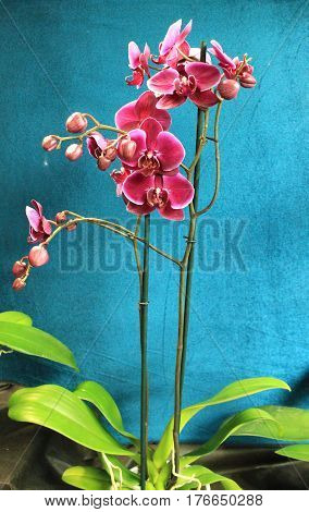 Orchids flowers of rare varieties exotic epiphytes
