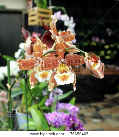 Orchids flowers of rare varieties exotic epiphytes