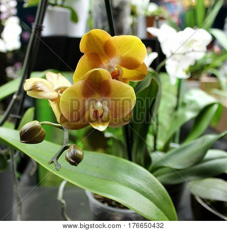Orchids flowers of rare varieties exotic epiphytes
