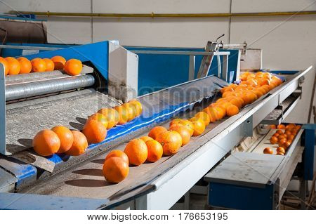 The Working Of Citrus Fruits