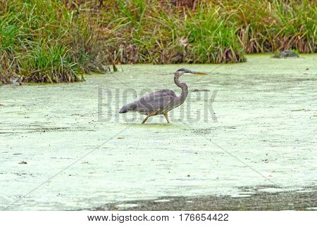 Green Blue Heron Hunting in a Pond in Mirror Lake State Park in Wisconsin