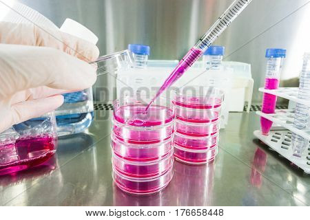 Scientist pipetting growth medium for human cells