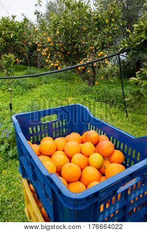 Orange Harvest Time