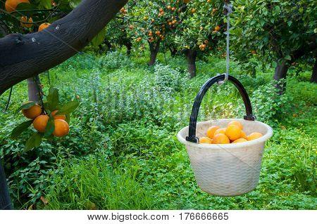 Orange Harvest Time