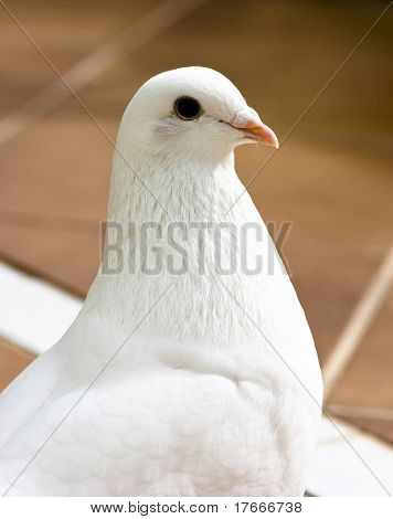 white pigeon