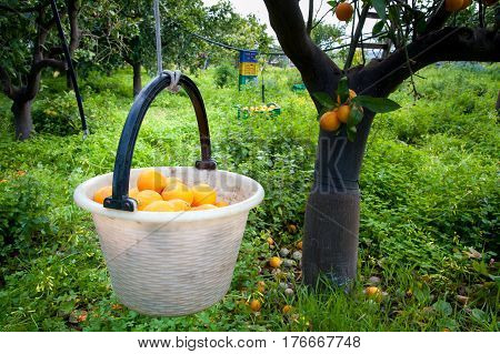 Orange Harvest Time