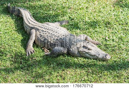Big freshwater crocodile sleep on green grass.