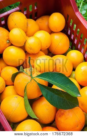 Orange Harvest Time
