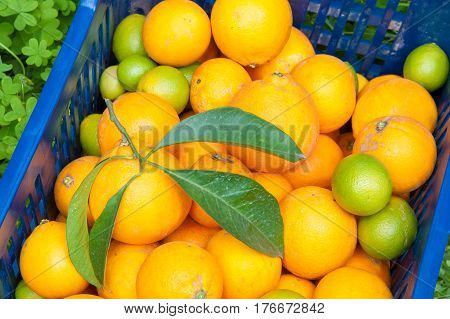Orange Harvest Time