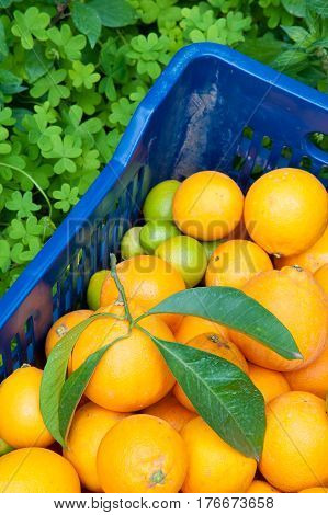 Orange Harvest Time