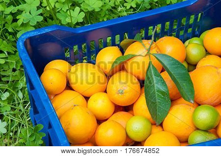 Orange Harvest Time