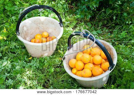 Orange Harvest Time
