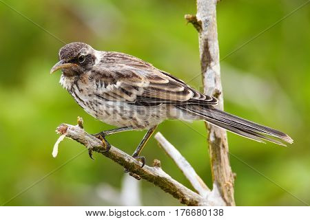 Galapagos Mockingbird On Genovesa Island, Galapagos National Park, Ecuador
