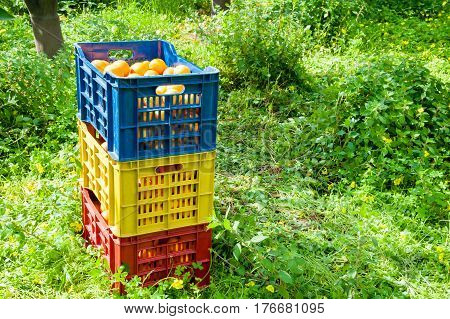 Orange Harvest Time