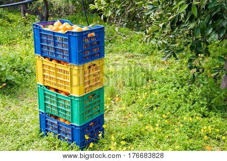 Orange Harvest Time