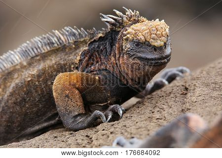Marine Iguana On Santiago Island, Galapagos National Park, Ecuador