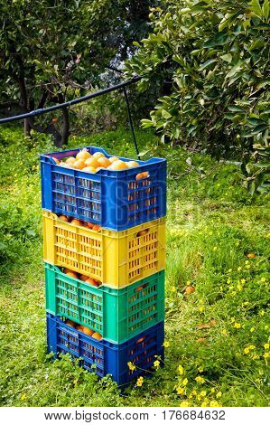 Orange Harvest Time