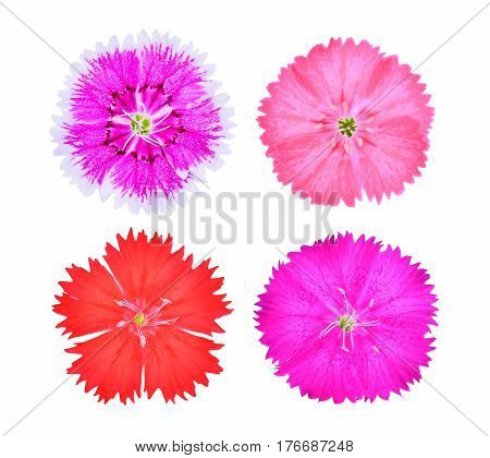 dianthus flowerchina Pink Indian Pink isolated on white background