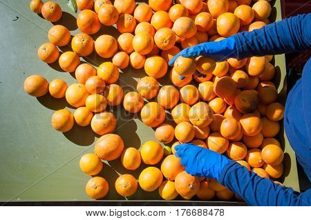 The Working Of Oranges
