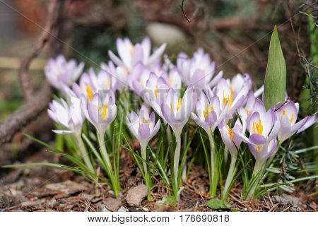 Crocuses In The Spring Garden