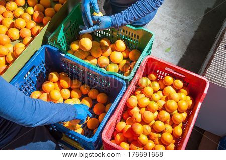 The Working Of Oranges