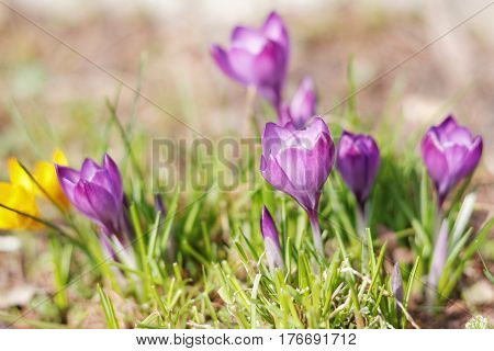 Crocuses In The Spring Garden