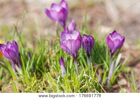 Crocuses In The Spring Garden