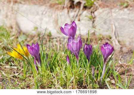 Crocuses In The Spring Garden