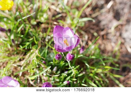 Crocuses In The Spring Garden