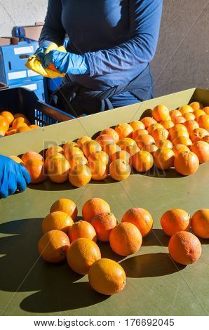 The Working Of Oranges