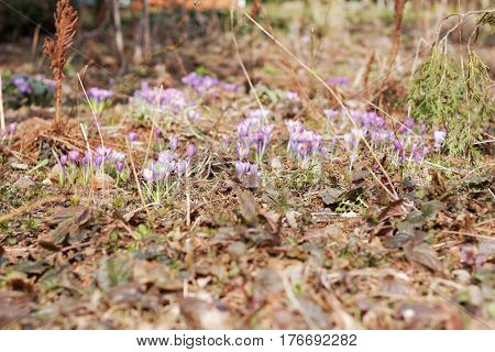 Crocuses In The Spring Garden