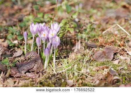 Crocuses In The Spring Garden