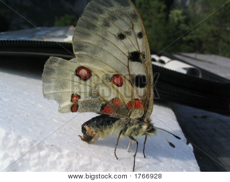 Buterfly