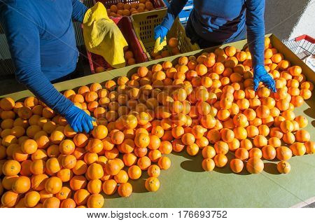 The Working Of Oranges