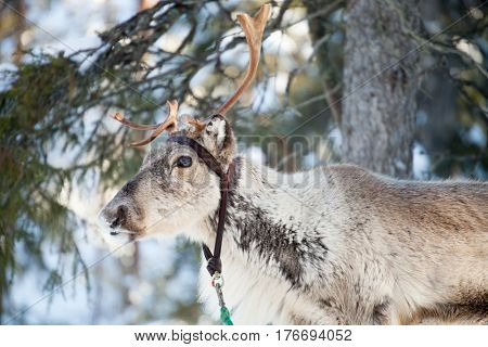 Reindeer outside in reindeer park