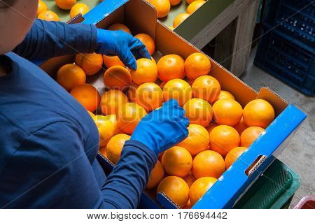 The Working Of Oranges