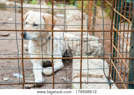 Close-up view of the net of a corral and a dog inside it